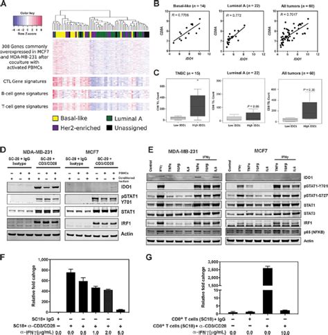 Activated T Cells Induce Differential Ido Expression In Breast Cancer