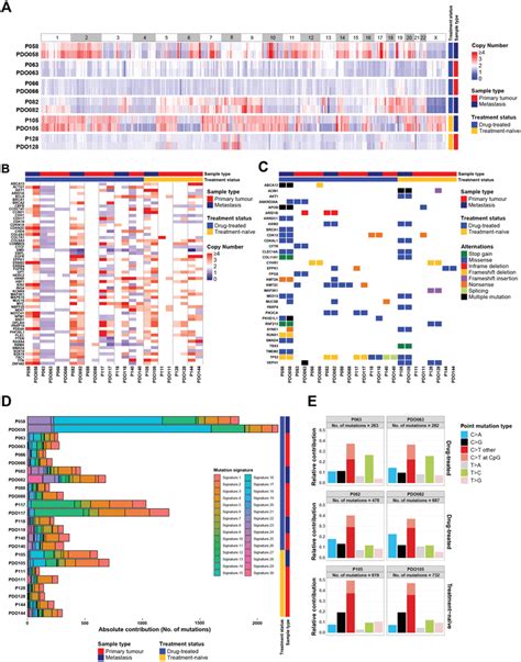 Breast Cancer Organoids Recapitulate The Genetic Characterization Of