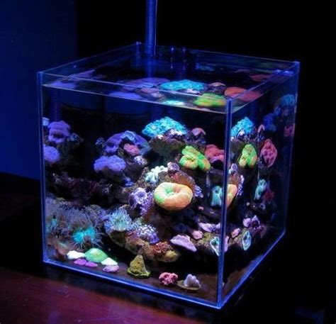 Reef Aquariums For Your Inspiration Saltwater Aquarium