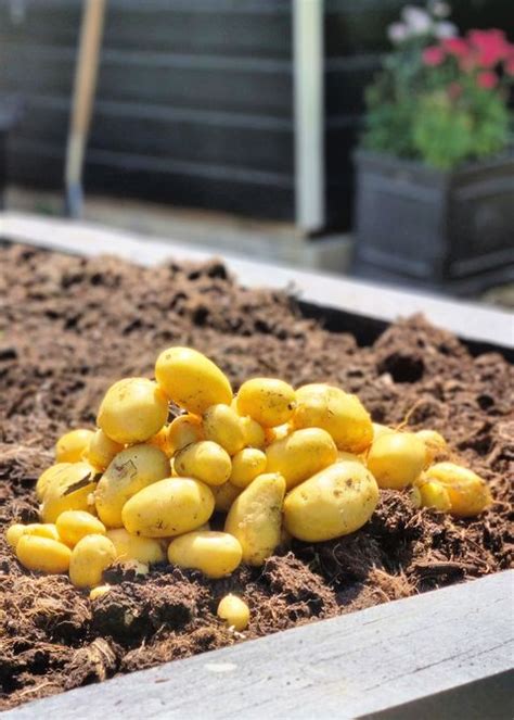 How To Grow Potatoes — Planting Growing And Harvesting Potatoes