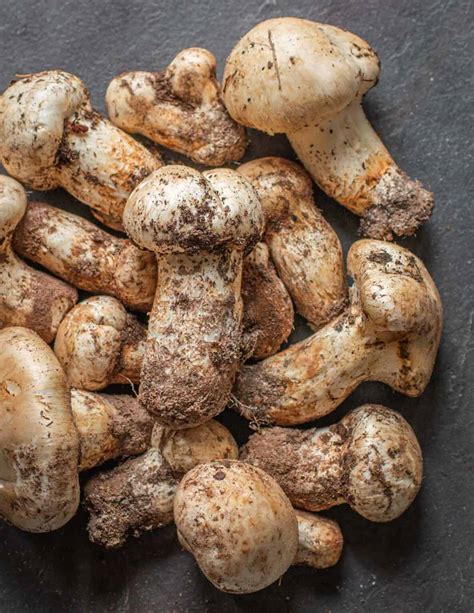 The Best Tasting Mushrooms According To Professional Chefs Forager