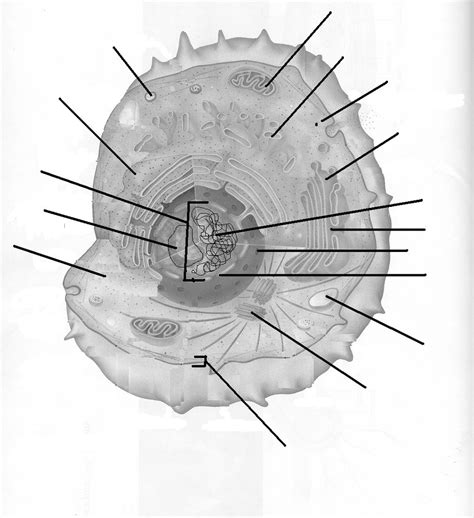 Animal Cell Diagram Gcse Aqa