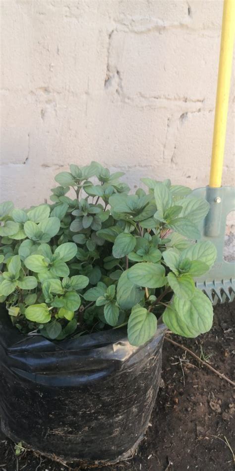 Large Oregano Nursery Plants Health And Beauty Rayton