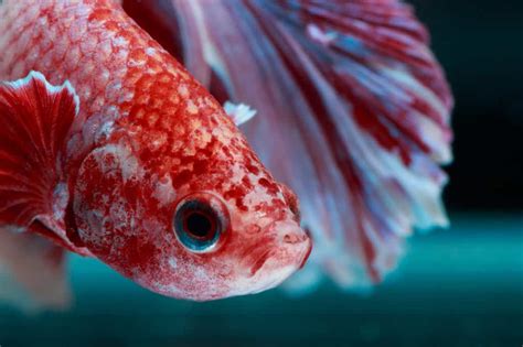 17 Betta Fish Diseases Causes Symptoms And Treatments