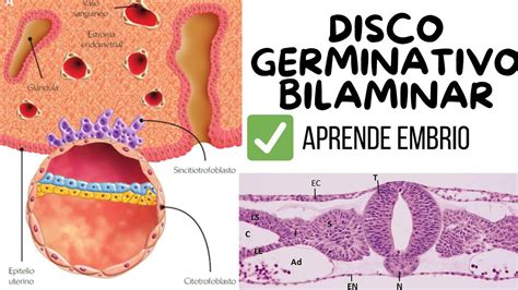 DISCO GERMINATIVO BILAMINAR APRENDE EMBRIO YouTube