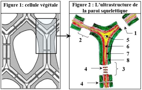 M Canismes Dabsorption De Leau Et Des Sels Min Raux Chez Les Plantes