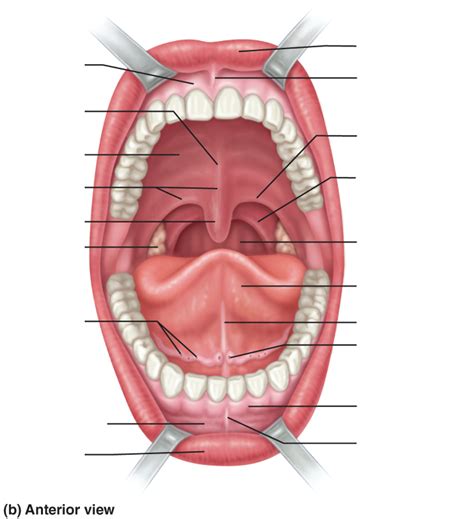 mouth anatomy Diagram | Quizlet