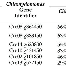 Putative N Terminal Acetylase Catalytic Subunits In Chlamydomonas