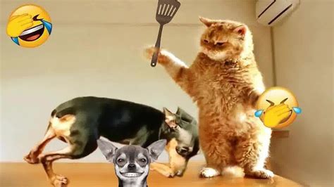 😹 New Funny Cats And Dogs Videos 😸😂 Best Funniest Catss Video 2024 🐶😹