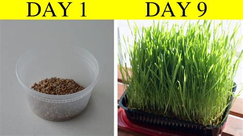 How To Grow Wheatgrass Microgreens At Home In 9 Days A Complete Guide