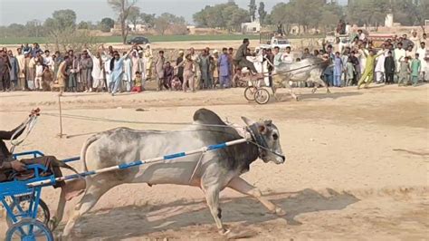 New Bull Race In May Bit Ka Jalsa All