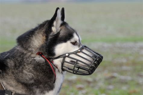 Dog Muzzle Types √ Wire, Basket, Mesh, Leather, Plastic | DOGICA®