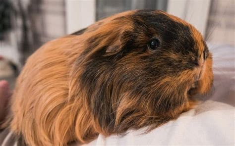 Porquinho da índia pode comer comida de hamster Petz