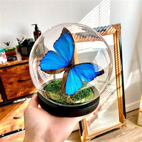 Preserved Blue Morpho Menelaus Butterfly In Glass Dome Etsy