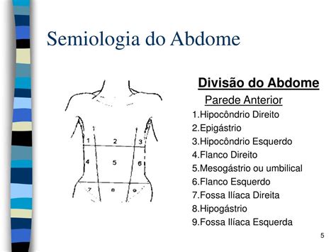 Abdome Em Ventre De Batráquio Retoedu