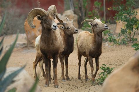 Borrego Cimarr N Se Or De Las Alturas Des Rticas Brunoticias