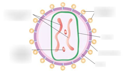 Virus structure Diagram | Quizlet