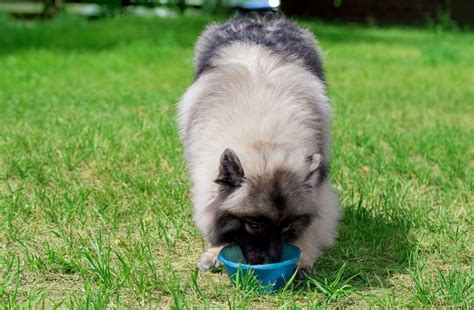 Питание собак в питомнике: нормы, варианты кормов