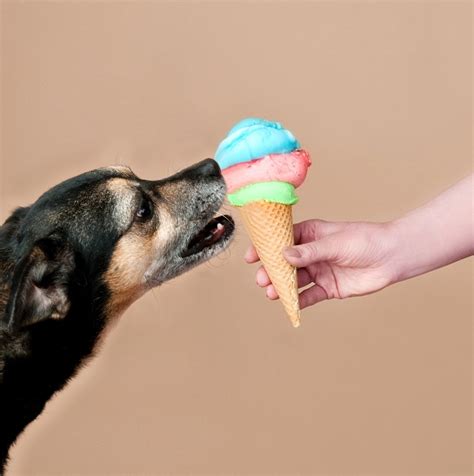 Keeping Cool - Summer Dog Treats - Pupgrade Dog Training