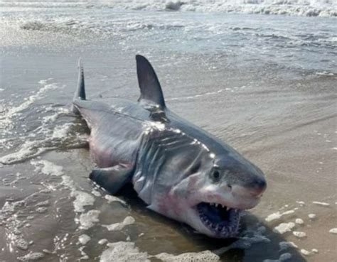 Beached Great White Shark