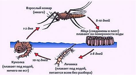 Уничтожение комаров в Москве • Обработка участков • Цена • Дезинсекция ...