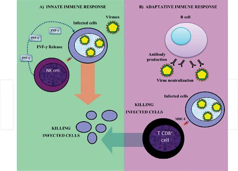 Figure 3 From Physiology And Pathology Of Innate Immune Response Against Pathogens Semantic