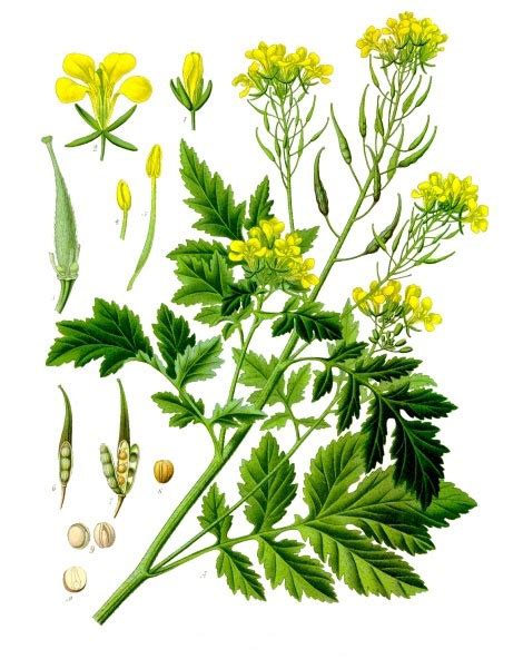 White Mustard Facts And Health Benefits