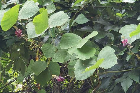 Pest Alert Kudzu Beetle Fine Gardening