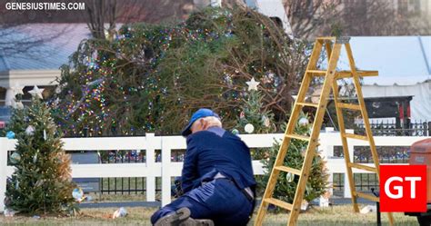 BREAKING: White House Christmas tree falls down to be closer to Joe ...