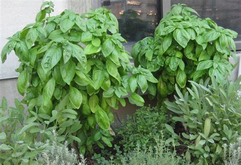 Basil Growing Tip A Round Rock Garden