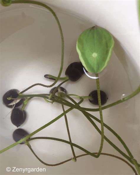 How To Grow A Lotus From Seed Friends Of Kenilworth Aquatic Gardens