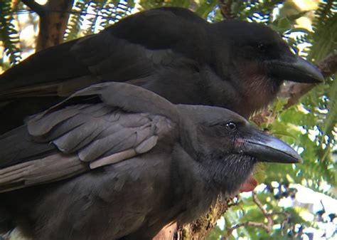 Hawaiian Crow