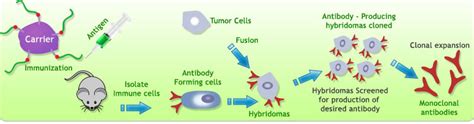 Hybridoma Monoclonal Antibody Development - Bio Synthesis Inc.