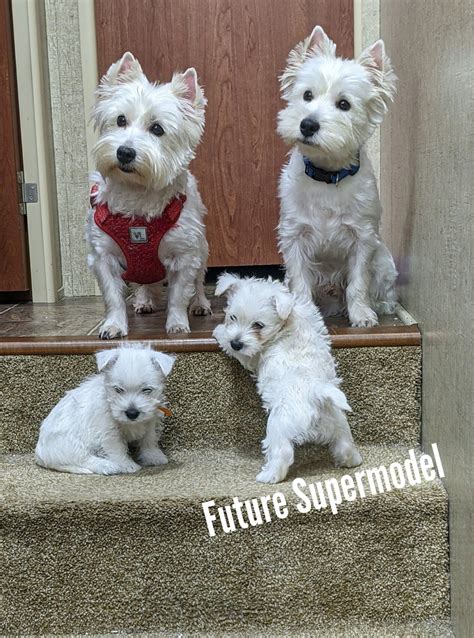 West Highland White Terrier (Westie) Puppies For Sale In Florida