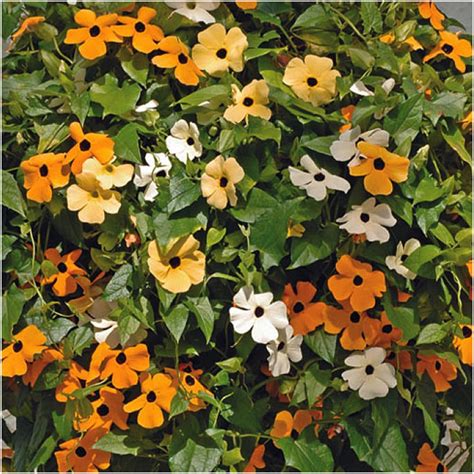 Black Eyed Susan Vine Mixed Colors Thunbergia Alata Seed Needs