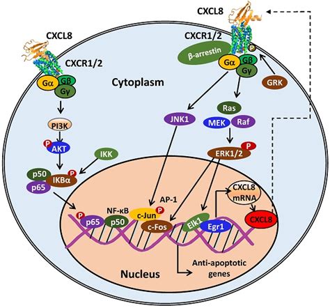 Role of the CXCL8-CXCR1/2 Axis in Cancer and Inflammatory Diseases