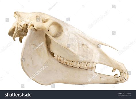 Profile Of Skull Of Domestic Horse On A White Background Equus