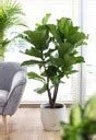 Ficus Lyrata Figowiec Lirolistny DRZEWKO Rozm L 2 D 17 01267 NA K3