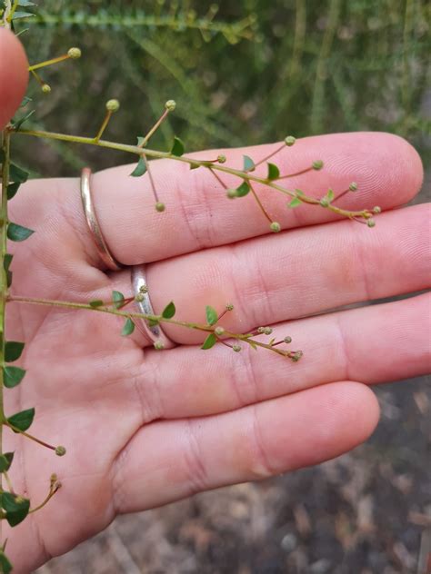 Yellow Prickly Moses From Burrum Coast Au Ql Is Au Ql Au On April