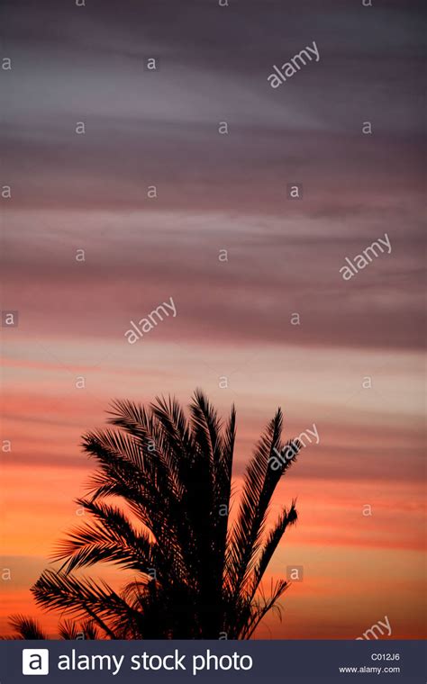 Silhouette Of A Palm Tree During Sunset In Egypt Stock Photo Alamy