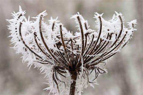 Frost point | Dew Point, Humidity & Temperature | Britannica