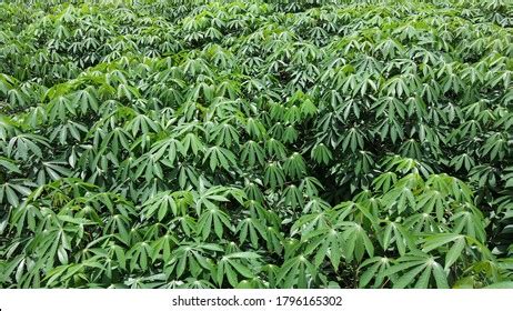 Top View Cassava Green Leaves On Stock Photo Shutterstock