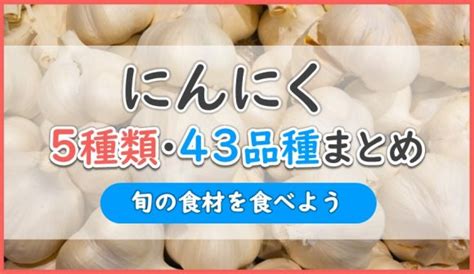 平戸ニンニクの特徴・旬の時期まとめ｜奥平戸特産の暖地型にんにく お役立ち！季節の耳より情報局