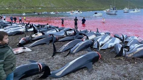 Slaughter of more than 1,400 dolphins in the Faroe Islands sparks ...