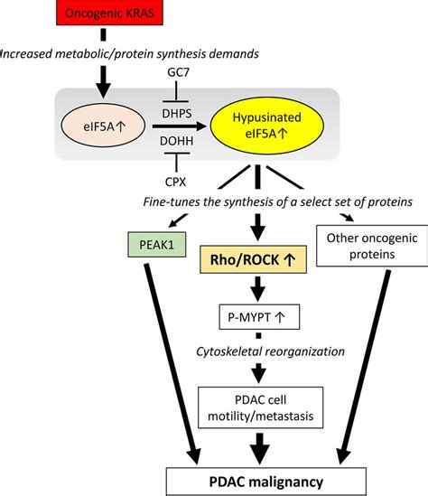 Model Depicting The Proposed Role Of EIF5A In PDAC Malignancy