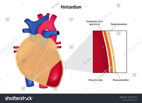 Microscopic Anatomy Of The Pericardial Cavity