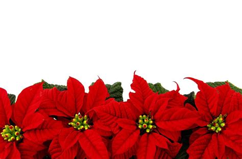 🔥 [10+] Poinsettia Backgrounds | WallpaperSafari