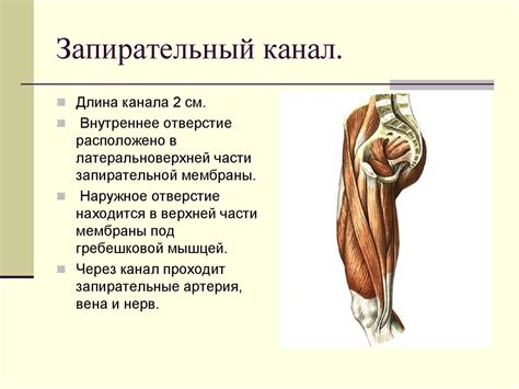 Запирательный нерв анатомия топография схема - Фото подборки