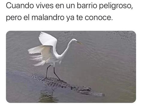 Cuando Vives En Un Barrio Peligroso Pero El Malandro Ya Te Conoce