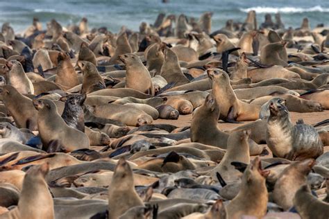 "Seal Colony" Images – Browse 1,344 Stock Photos, Vectors, and Video ...